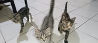 cat indonesia photo rip // 1600x720 // 162KB