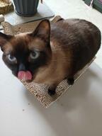 cat // 3060x4080 // 487KB