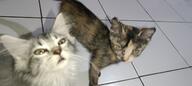cat indonesia photo rip // 1600x720 // 201KB