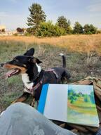 dog faggotry photo // 960x1280 // 292KB