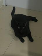 kitty meow // 1200x1600 // 96KB