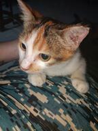 cat miso photo // 1440x1920 // 305KB