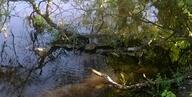 beaver picture river // 2560x1290 // 727KB