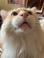 ajax bajax cat oc photo // 1536x2048 // 662KB