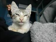 cat meow oc photo // 1600x1200 // 194KB